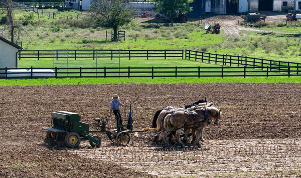 20 amish rules