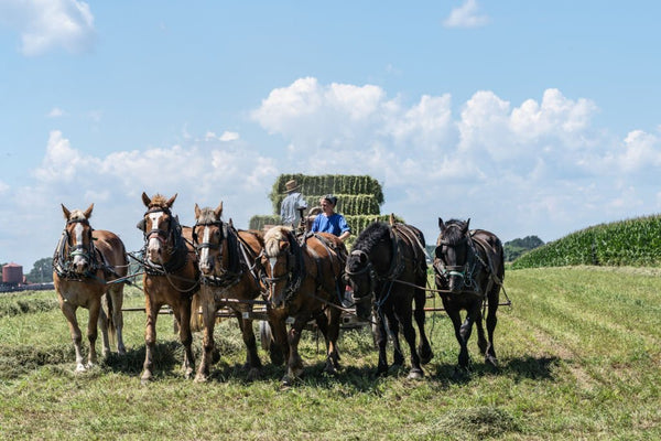 about amish school facts