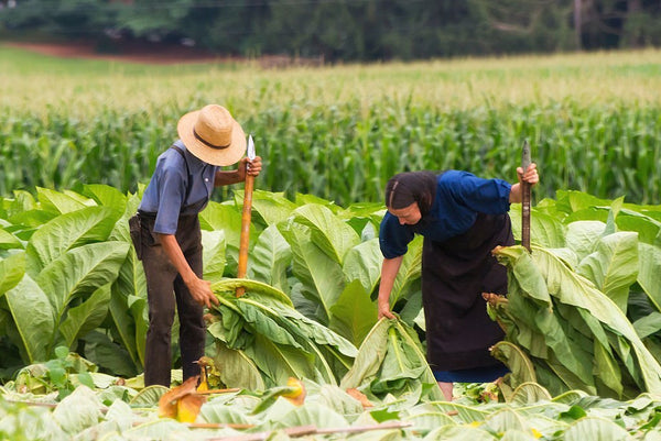 amish and mennonites differences