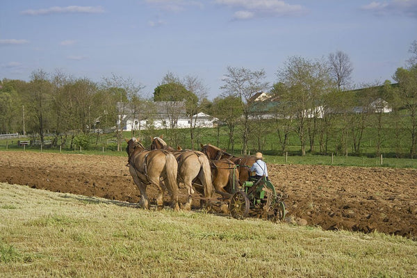 amish brethren