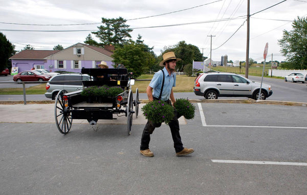 amish communities in the us