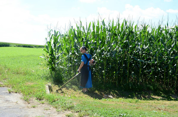 amish cut grass