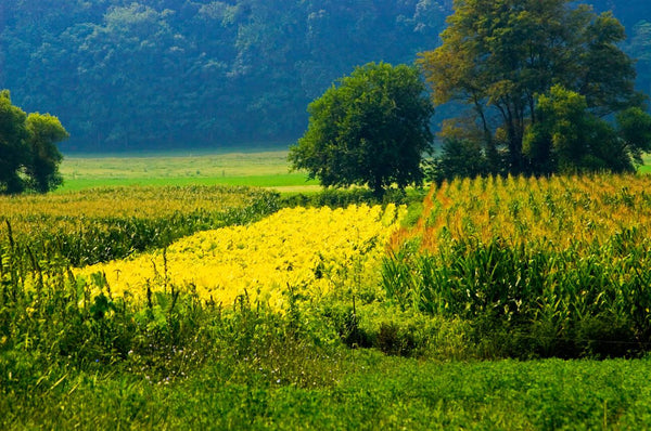 amish farming