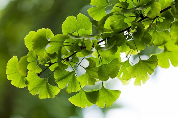 amish natural remedy for hearing loss