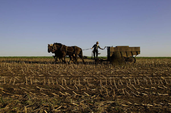 amish person richest