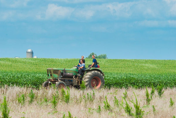 amish polygamy