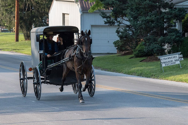 amish rule book