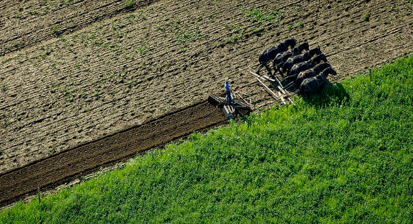 amish speaking german