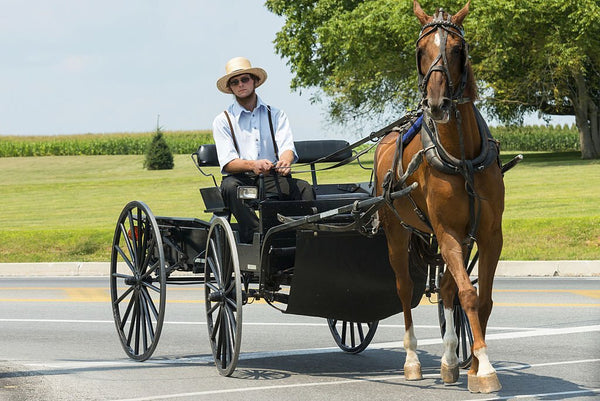 amish vs brethren