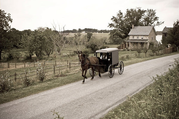 amish vs mennonite