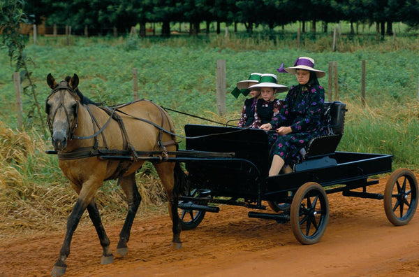 amish vs mennonites