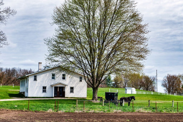 anabaptist amish