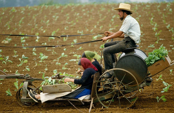 are amish people catholic