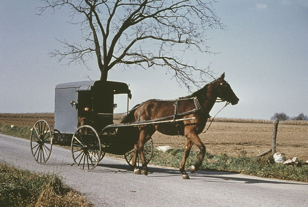 are catholic amish people