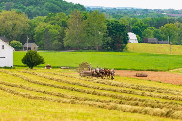 are there black amish people