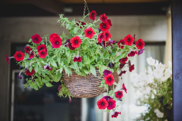 best hanging baskets ideas