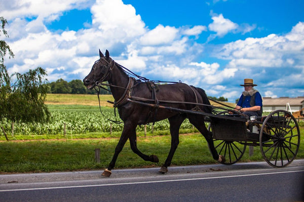 can amish hunt year round