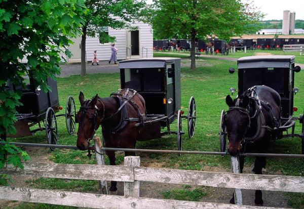 can you tell if amish woman is married