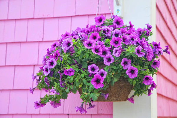 decorative basket  ideas