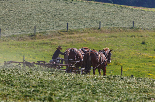 did the amish own slaves 