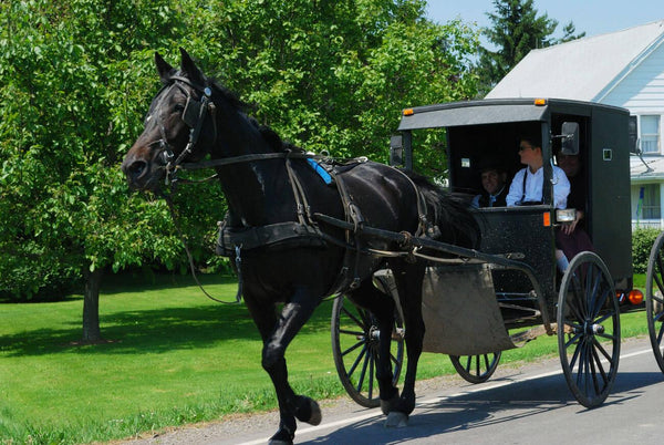 do amish drive