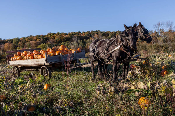 do amish farmers use pesticides