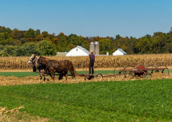 do amish observe labor day