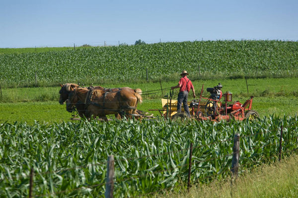 do amish work