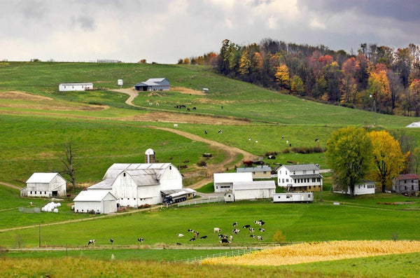 do the amish use banks