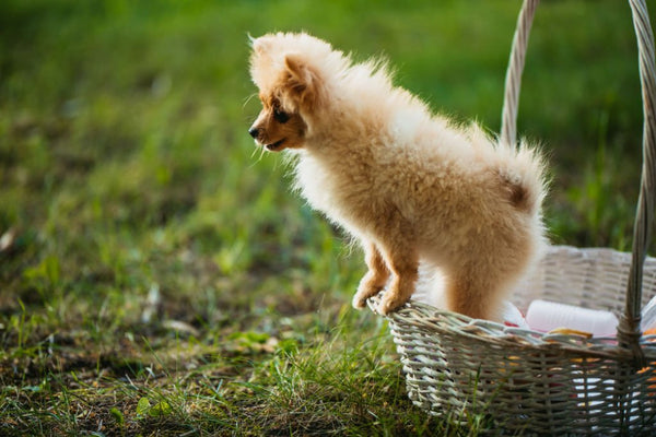 dog toy baskets ideas