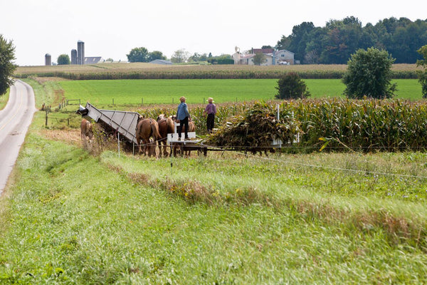 how do amish fly without an id