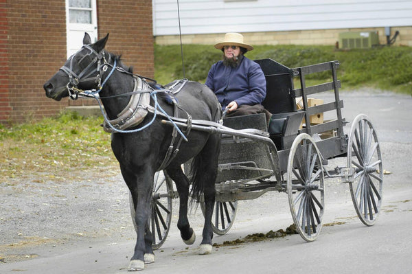 long amish beard