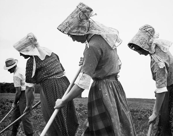 mennonite vs amish vs hutterite