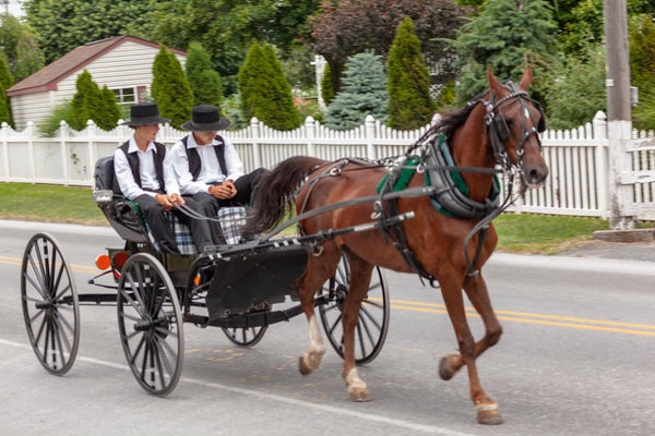 mennonites vs amish