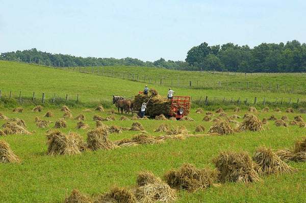 popular amish last names