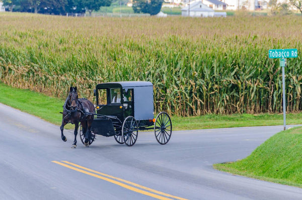 what race are amish