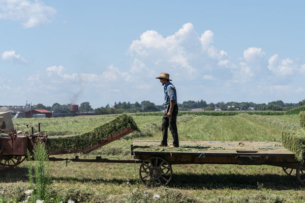 what's the difference between a mennonite and amish 