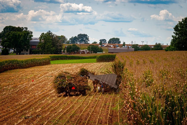 where are amish from